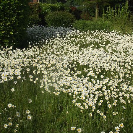 Bed and Breakfast Wastine Buigny-Saint-Maclou Esterno foto